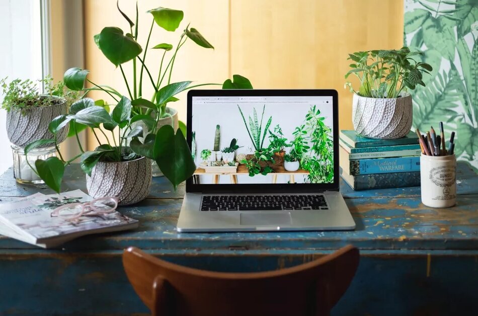 Cho thuê cây để bàn làm việc | Cây Xanh Đại Ngàn