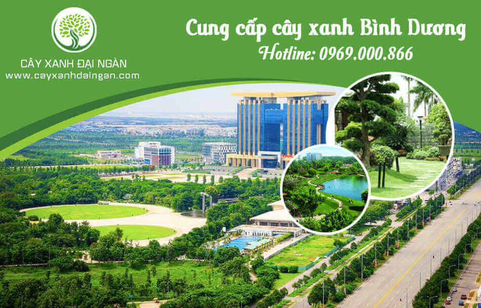 Cung cấp cây xanh Bình Dương | Cây Xanh Đại Ngàn