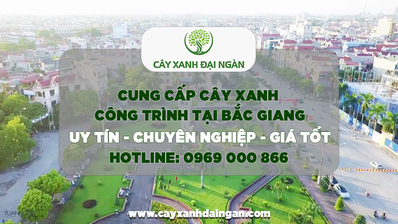 Cung cấp cây xanh công trình Bắc Giang | Cây Xanh Đại Ngàn