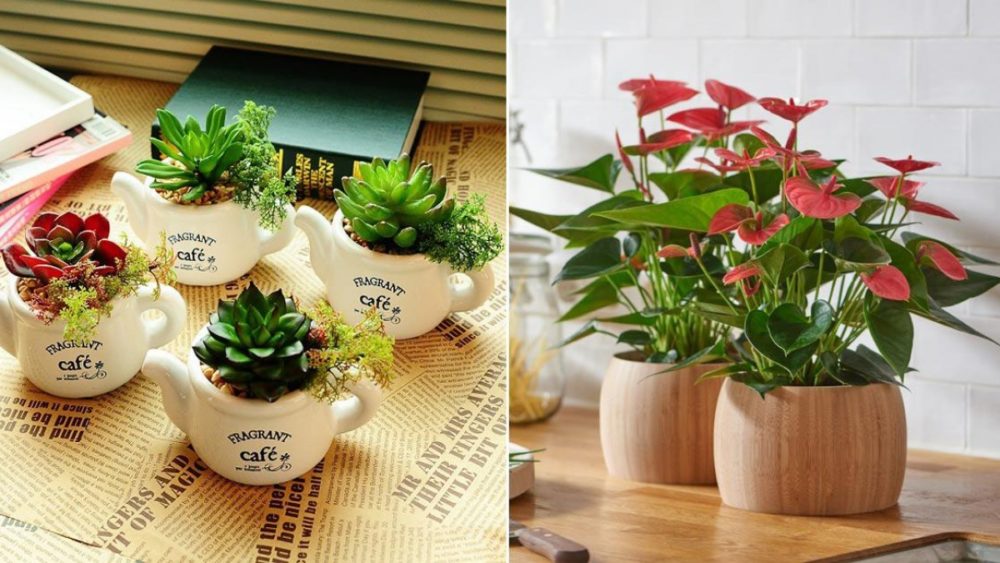 Địa chỉ bán cây nội thất giá rẻ Hà Nội | Cây Xanh Đại Ngàn