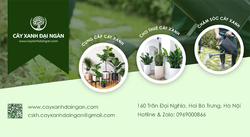 Công ty cung cấp cây xanh tại HCM | Cây Xanh Đại Ngàn