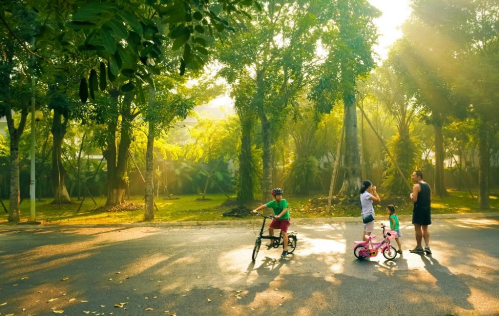 Cung cấp Cây công trình đẹp tại HCM | Cây Xanh Đại Ngàn
