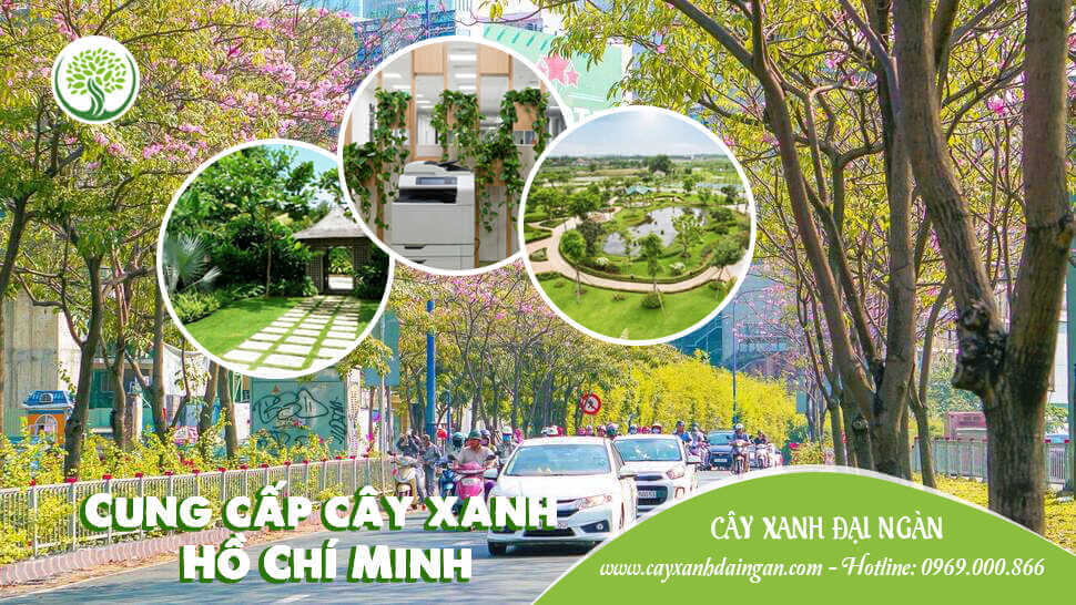 Cung cấp cây xanh HCM | Cây Xanh Đại Ngàn