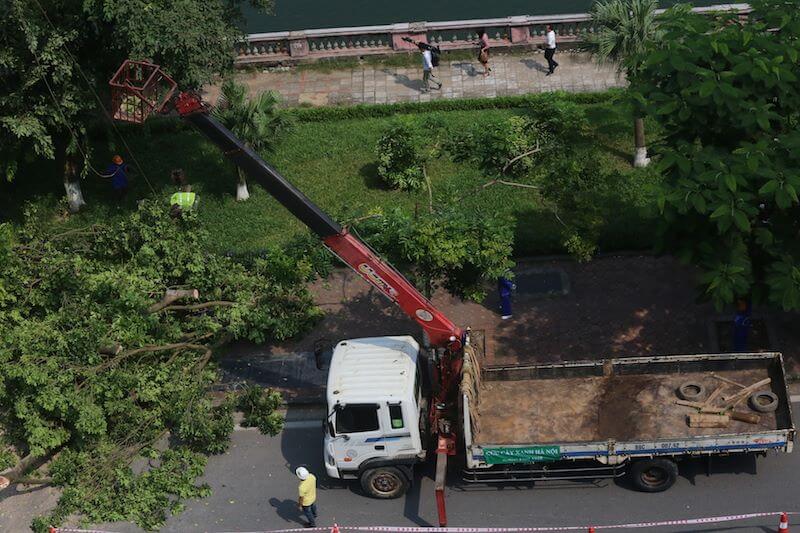 Nhà thầu cung cấp cây xanh công trình Hưng Yên | Cây Xanh Đại Ngàn
