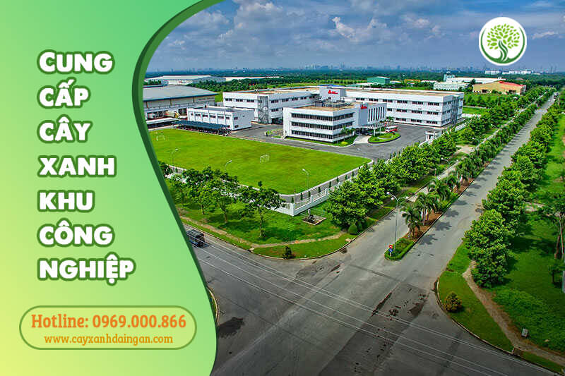 cung cấp cây xanh khu công nghiệp uy tín, giá tốt | Cây Xanh Đại Ngàn