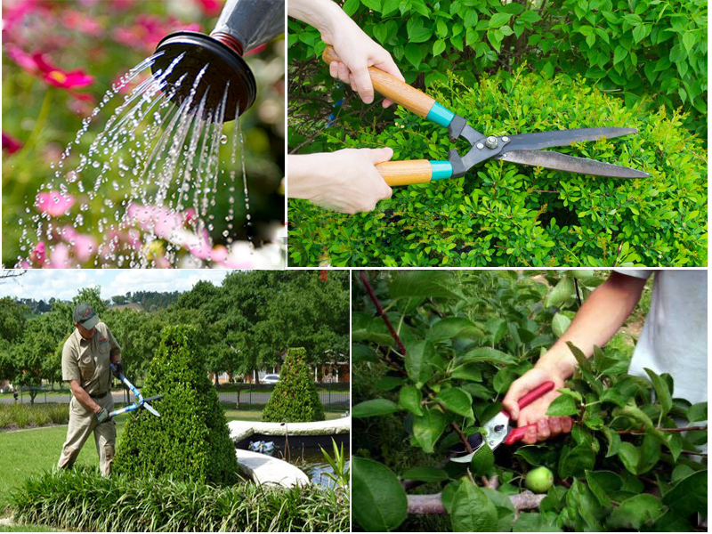 cung cấp dịch vụ chăm sóc cây cảnh chuyên nghiệp HCM