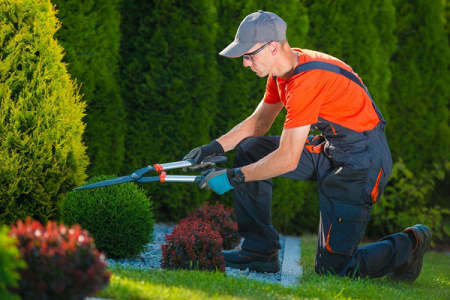 dịch vụ chăm sóc cây xanh trọn gói tphcm