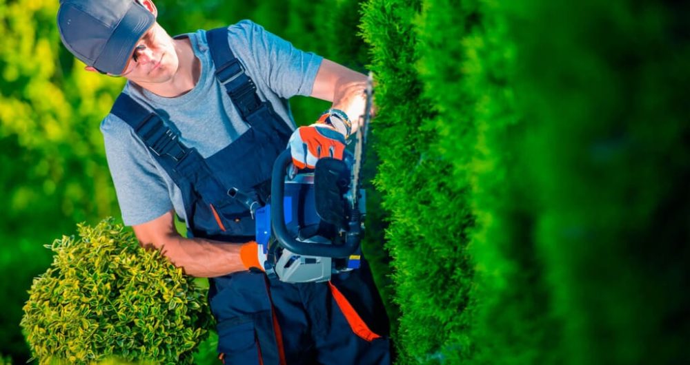 chăm sóc cây xanh cảnh quan ở HCM