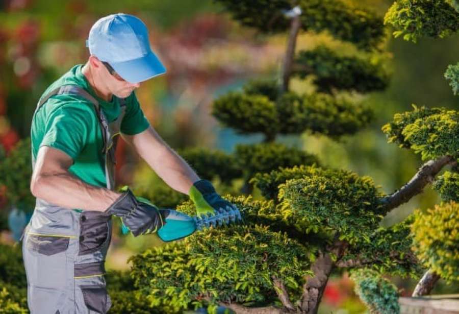 dịch vụ chăm sóc cây cảnh chuyên nghiệp HCM giúp bạn duy trì không gian xanh lý tưởng