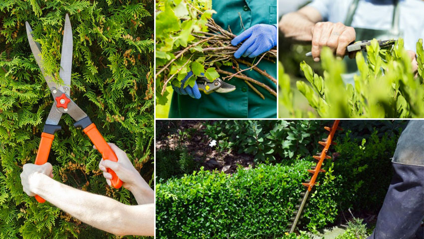 mô tả công việc của nhân viên chăm sóc cây cảnh