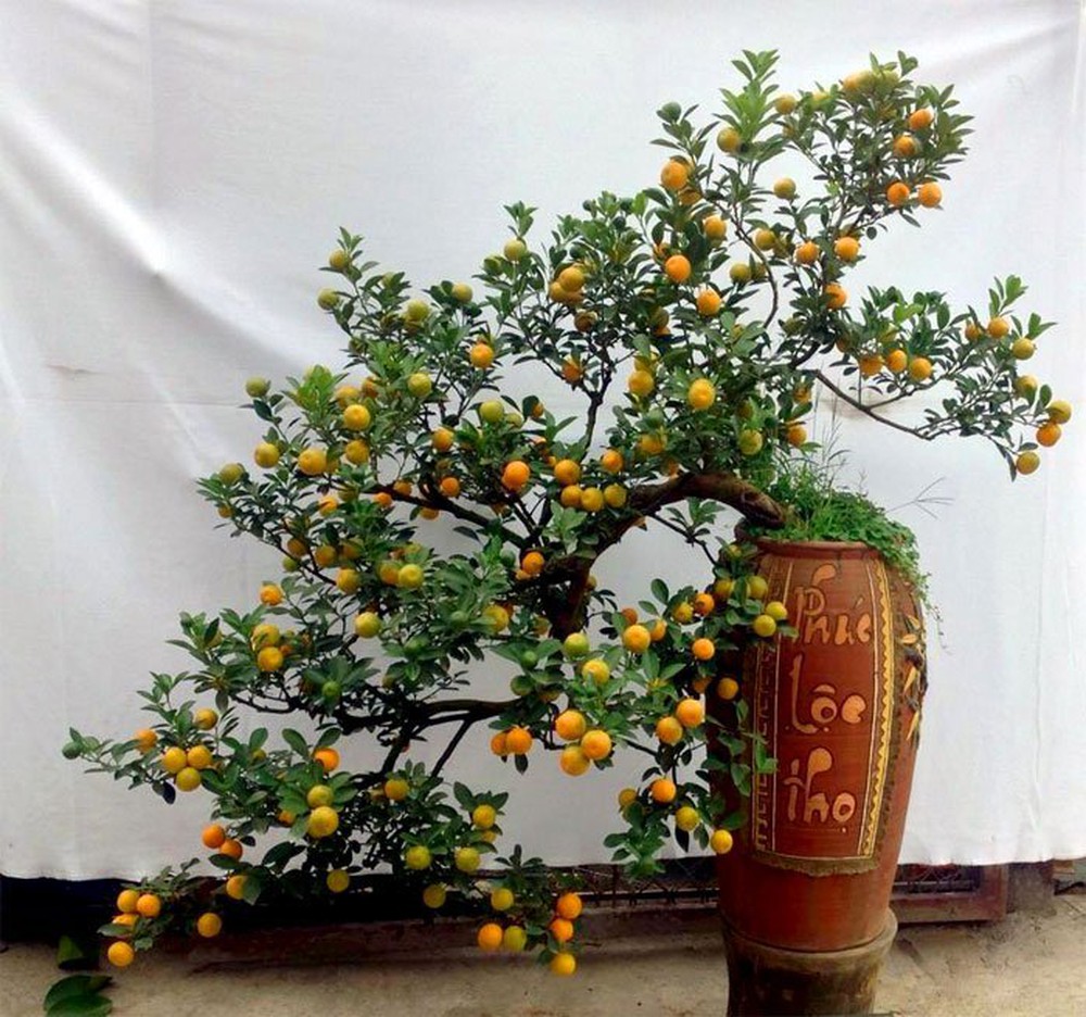 cho thuê cây cảnh chưng Tết dáng đẹp