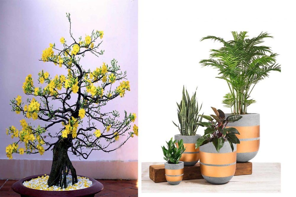 các loại cây đẹp chơi Tết