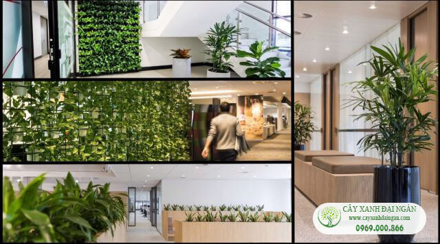 hợp đồng dịch vụ cho thuê cây xanh