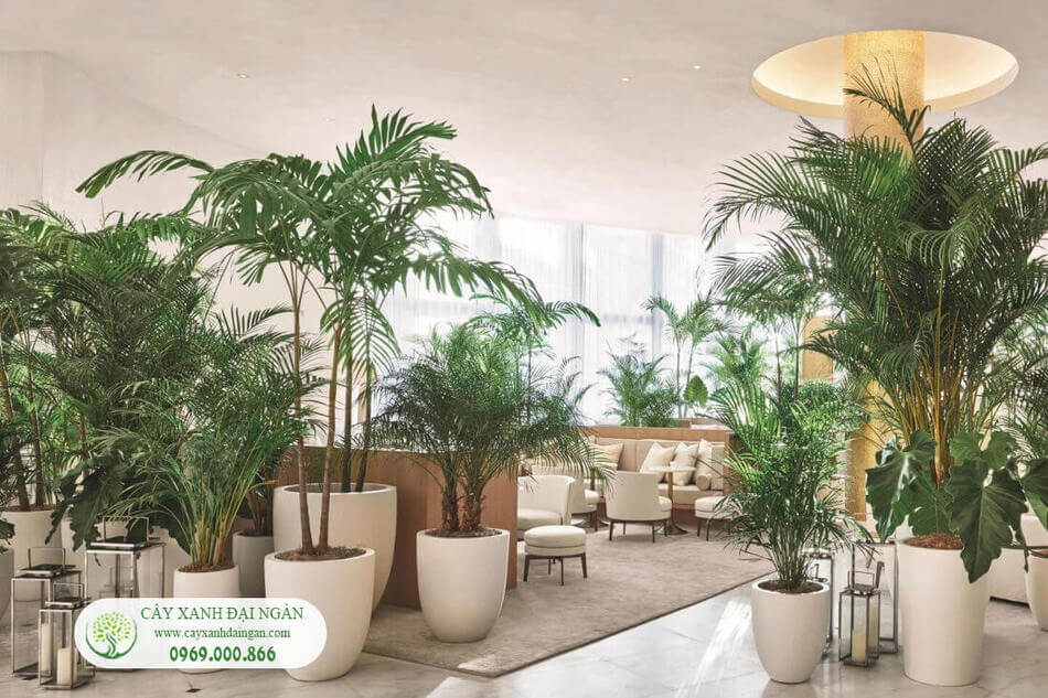 công ty cho thuê cây cảnh văn phòng