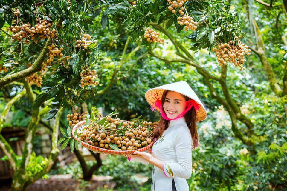 cây nhãn cây trồng đặc sản Hưng Yên