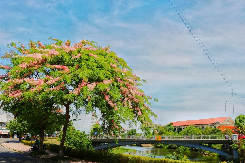 Cây Bò cạp hồng