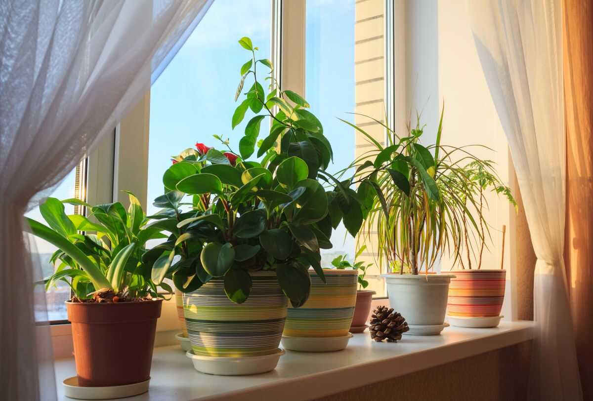 sử dụng phân bón cho cây trong nhà loại nào tốt