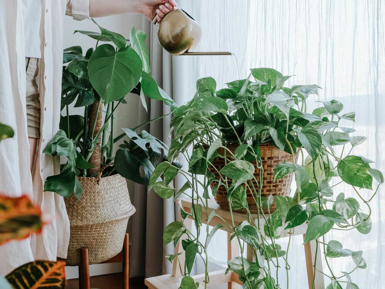 Phân bón tốt nhất cho cây trồng trong nhà | Cây Xanh Đại Ngàn