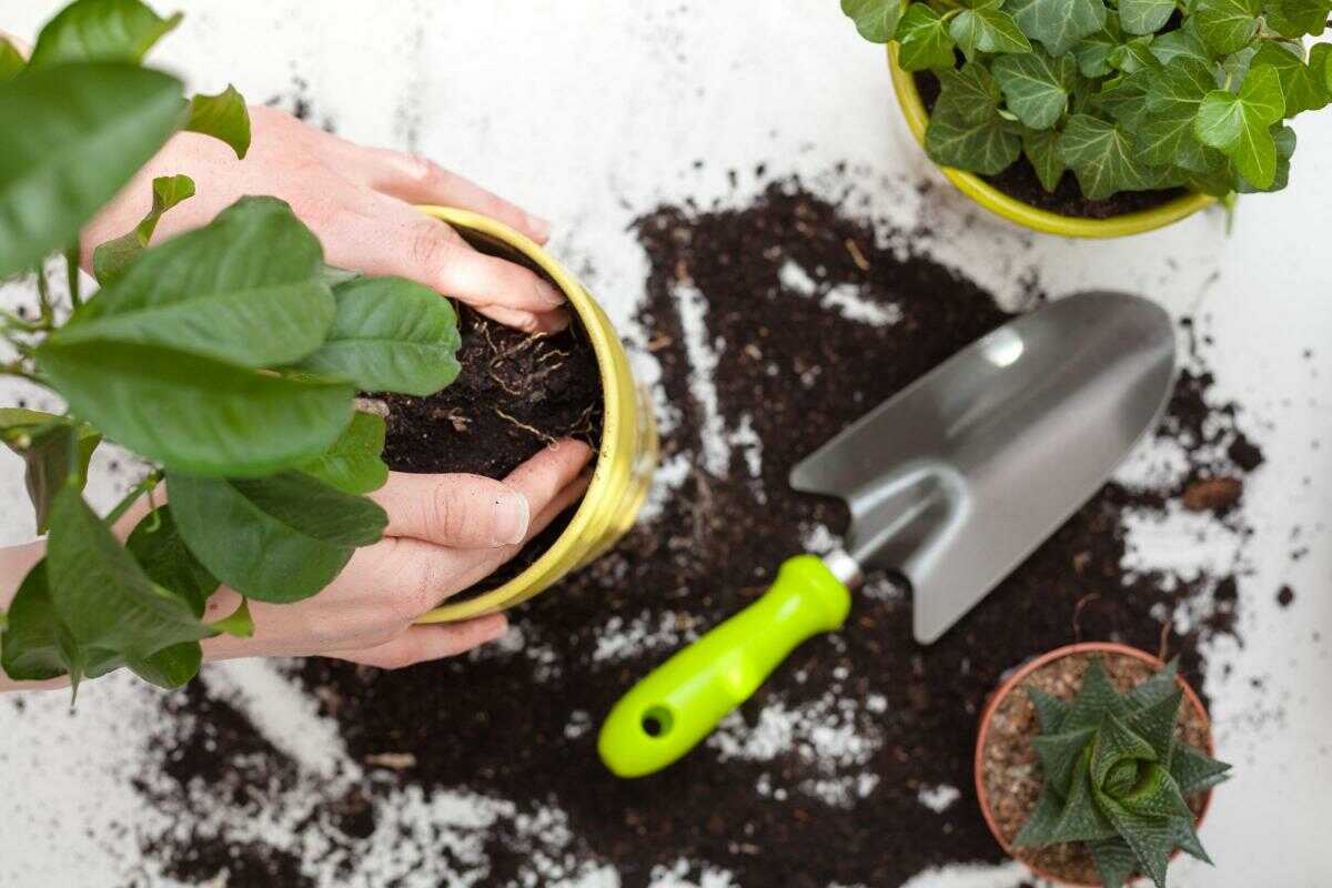 phân bón cho cây cảnh trồng trong nhà nào tốt nhất