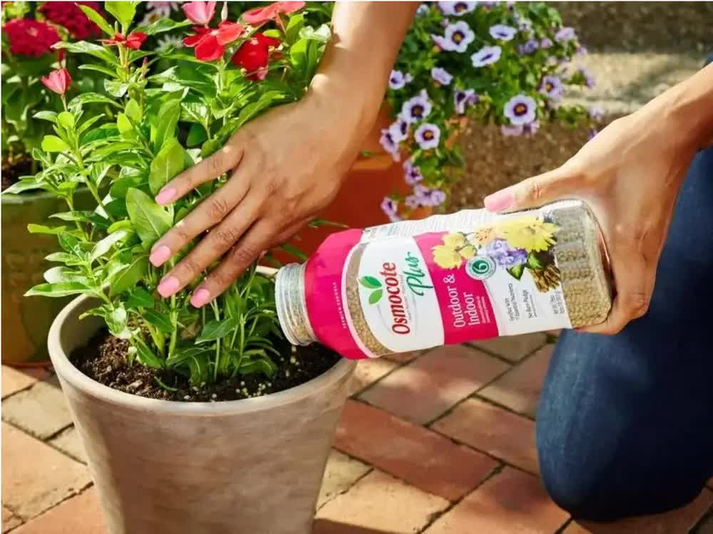 bón phân cho cây trồng trong nhà