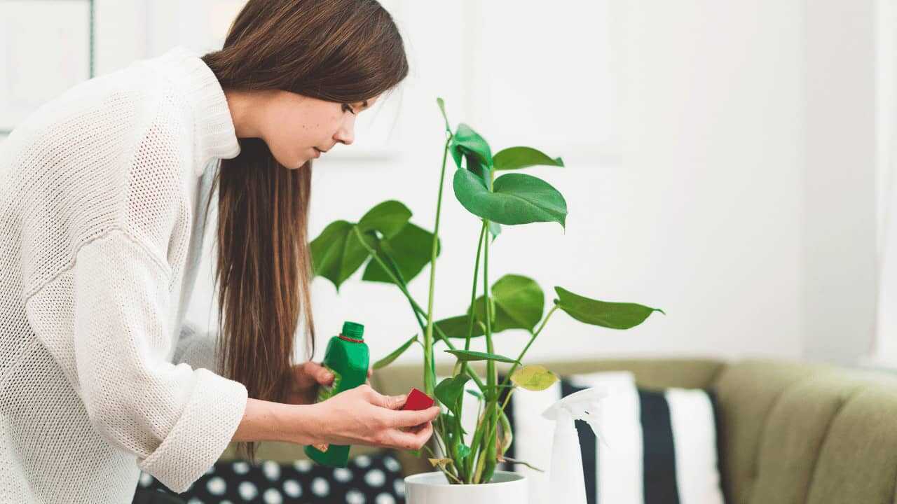chăm sóc cây trồng trong nhà với phân bón tốt