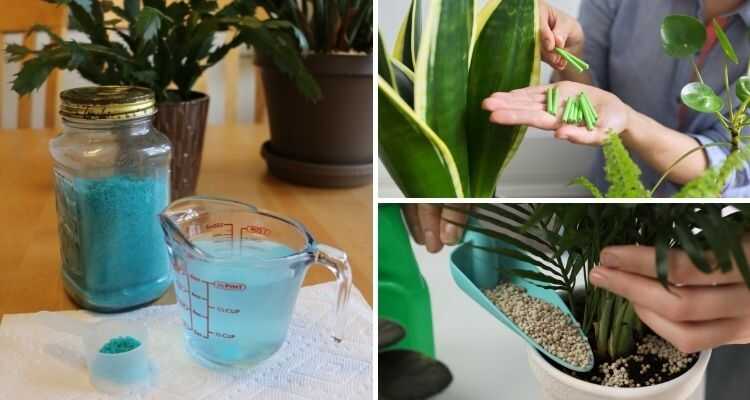 các loại phân bón cho cây trồng trong nhà