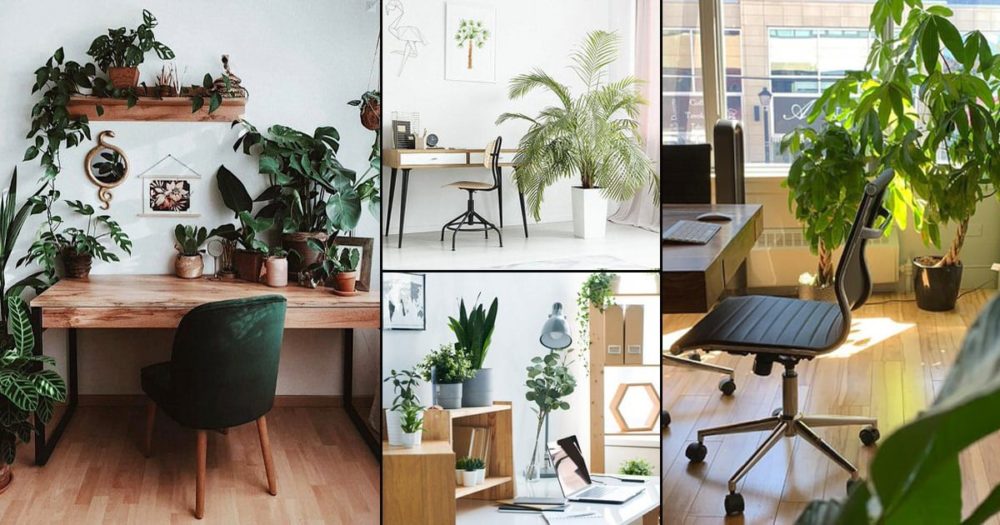 tư vấn dịch vụ cho thuê cây cảnh văn phòng