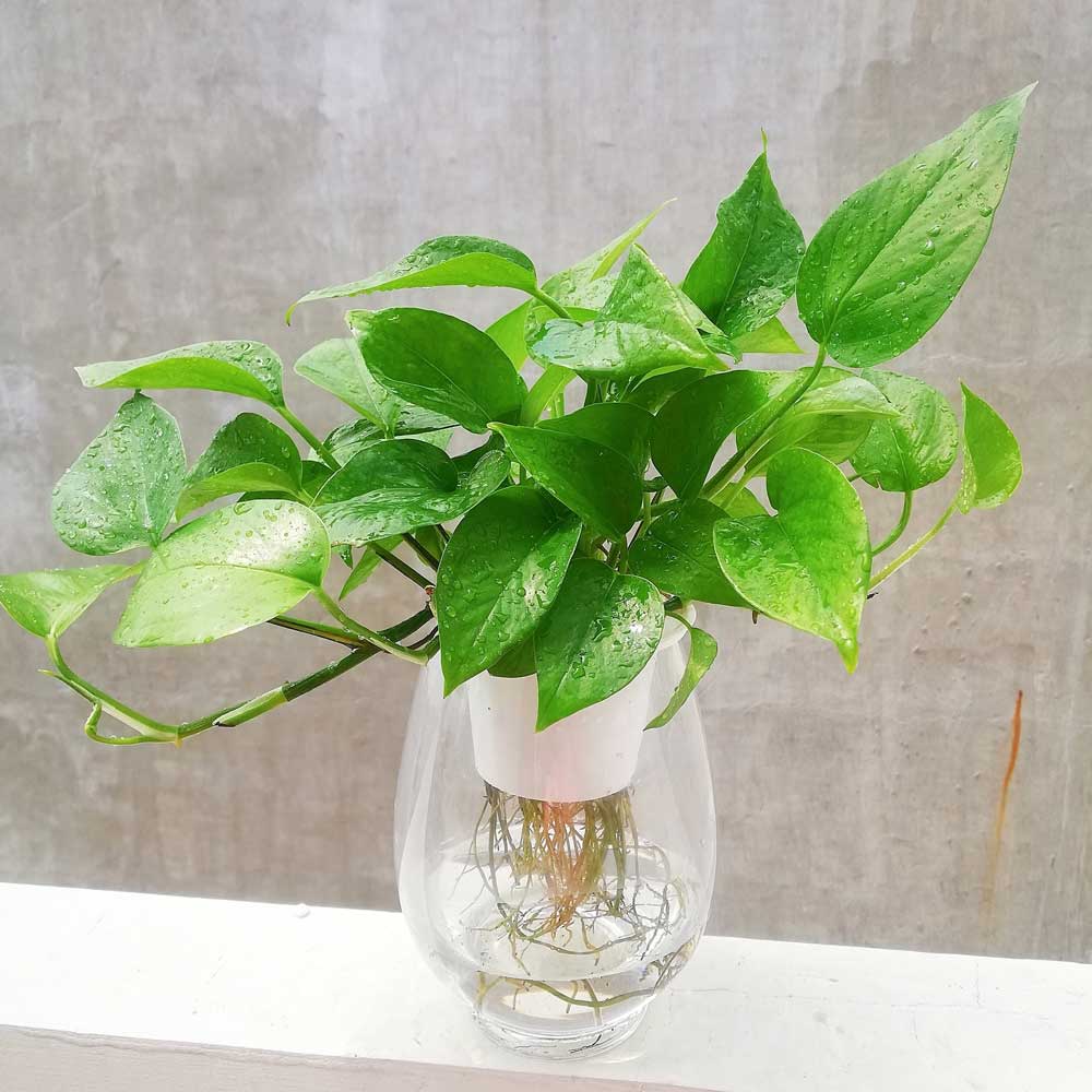 cây thủy sinh để bàn hợp mệnh mộc