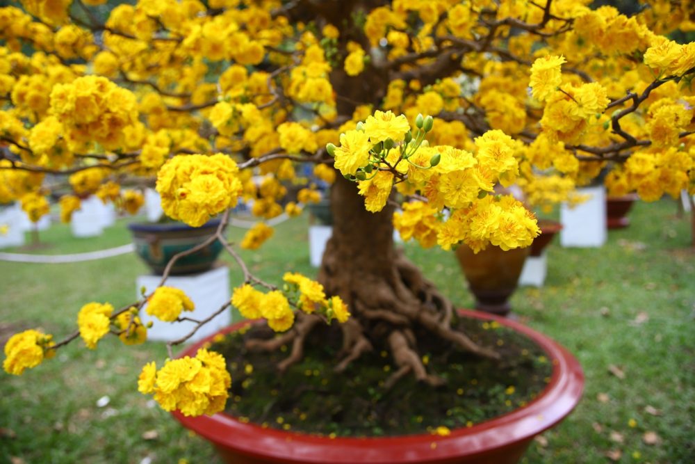 Cách chăm sóc cây mai vàng nở hoa đúng dịp Tết
