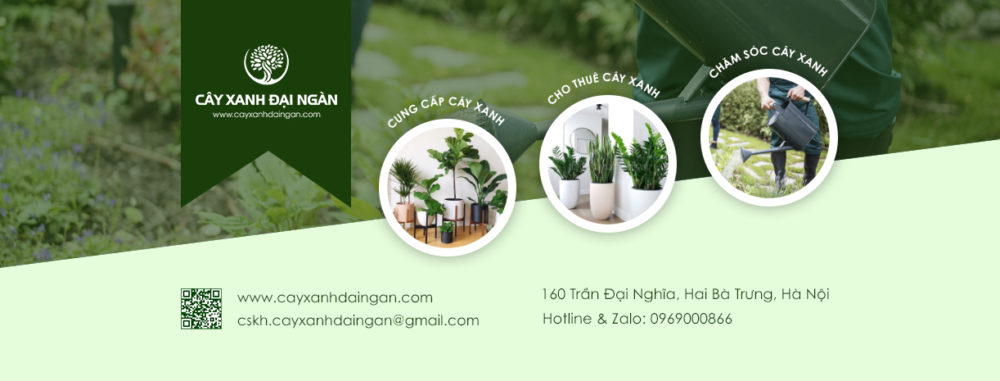 Cung cấp cây xanh tại Hà Nội giá tốt | Cây Xanh Đại Ngàn