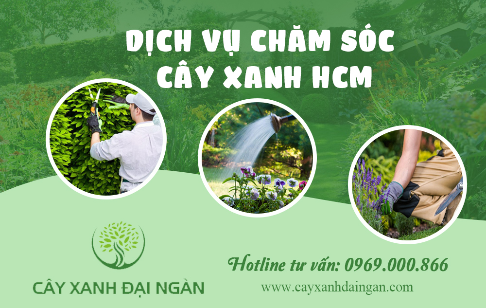 Chăm sóc cây xanh trọn gói HCM | Cây Xanh Đại Ngàn