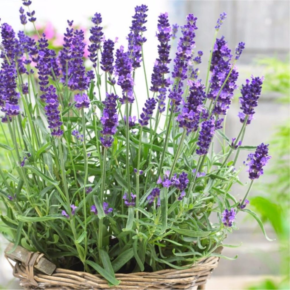 Cây Lavender để bàn - cây trồng trong nhà dễ chăm sóc