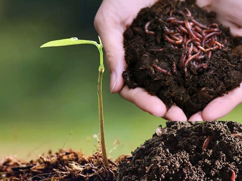 Phân trùn quế là loại phân hữu cơ tốt cho cây cảnh mùa tết