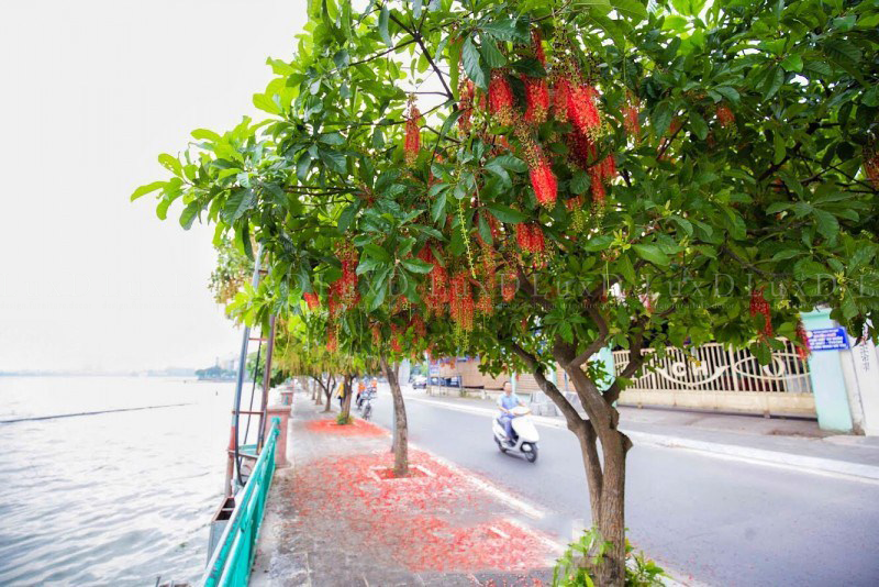 Cây Lộc Vừng là cây xanh đô thị được trồng trên đường phố Hà Nội