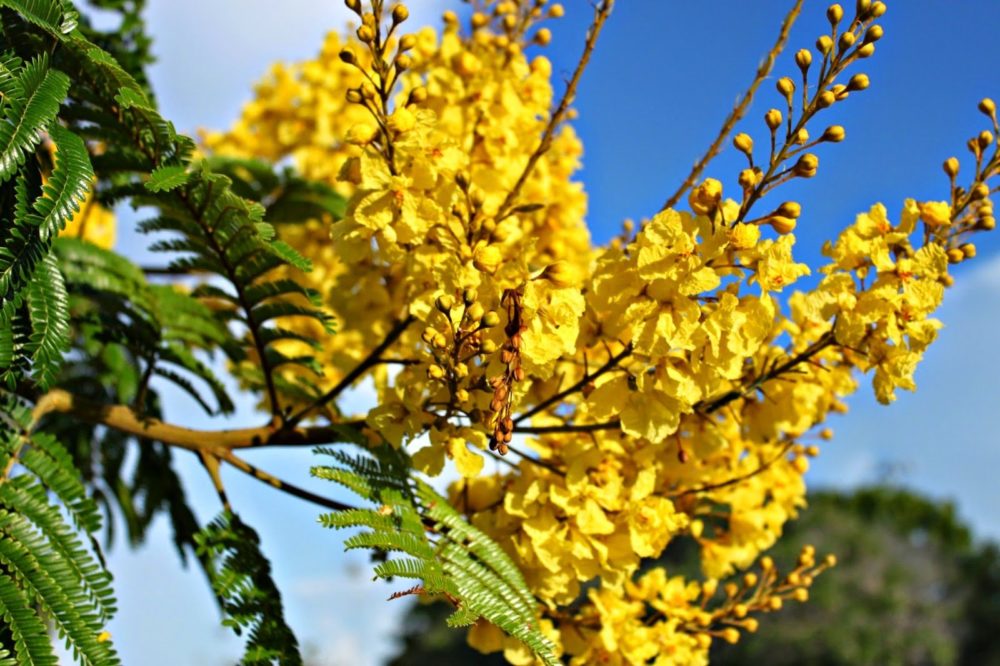 Lim Sét - Cây hoa vàng trồng vỉa hè phổ biến