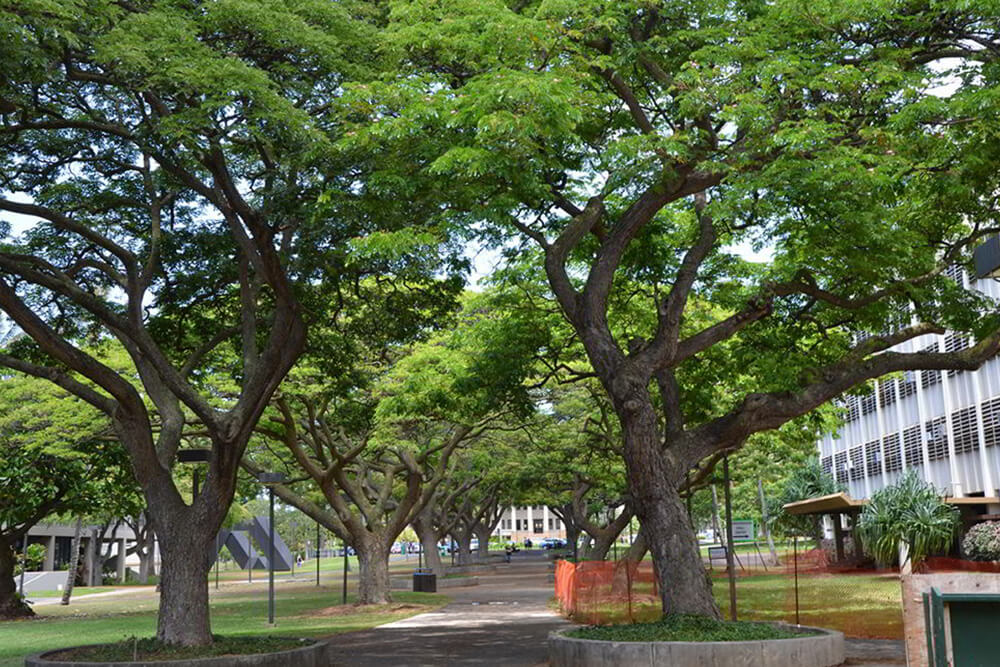 Cây Muồng Tím - cây xanh trồng phổ biến ở khu đô thị