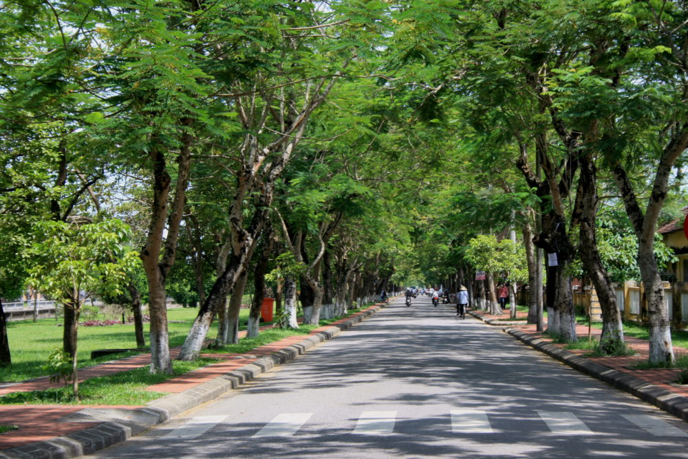 lợi ích từ việc cắt tỉa cây xanh định kỳ là duy trì cảnh quan đường phố