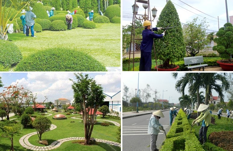 bảo dưỡng cây xanh đô thị