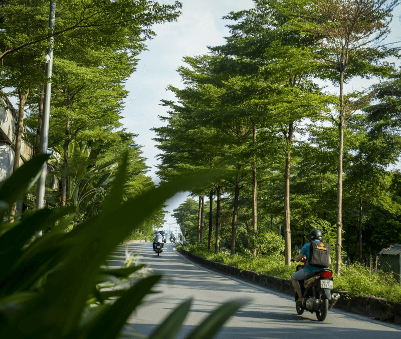 Cây Bàng Đài Loan trồng nhiều trên đường phố