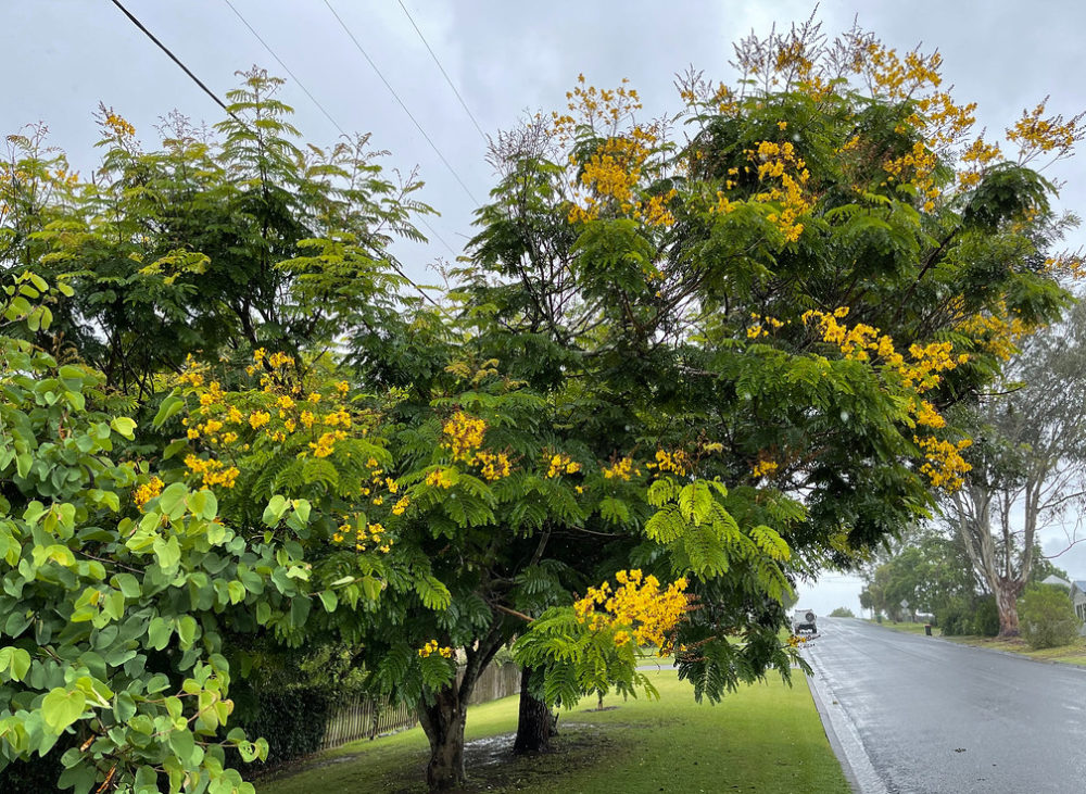 cây Lim Xẹt - Cây hoa vàng vỉa hè đẹp