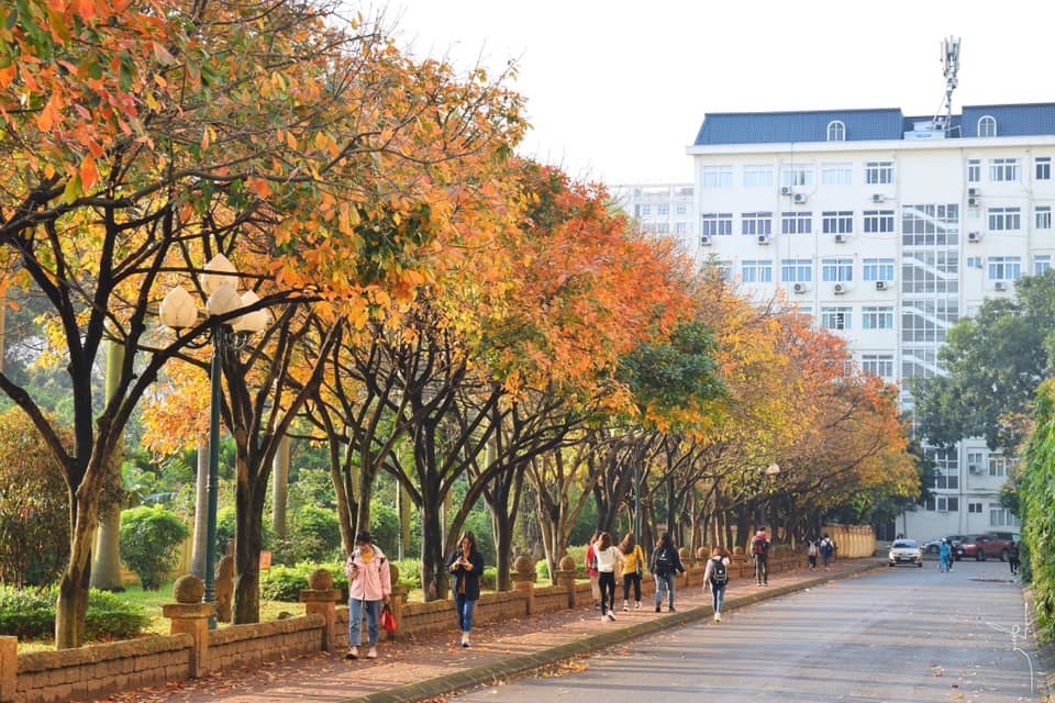 Hàng cây công trình Lộc Vừng trong trường đại học