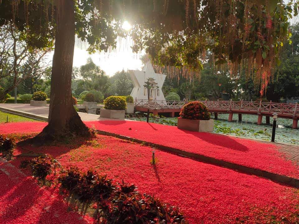Cây Lộc Vừng trồng tại Khu tưởng niệm Thủ tướng Võ Văn Kiệt