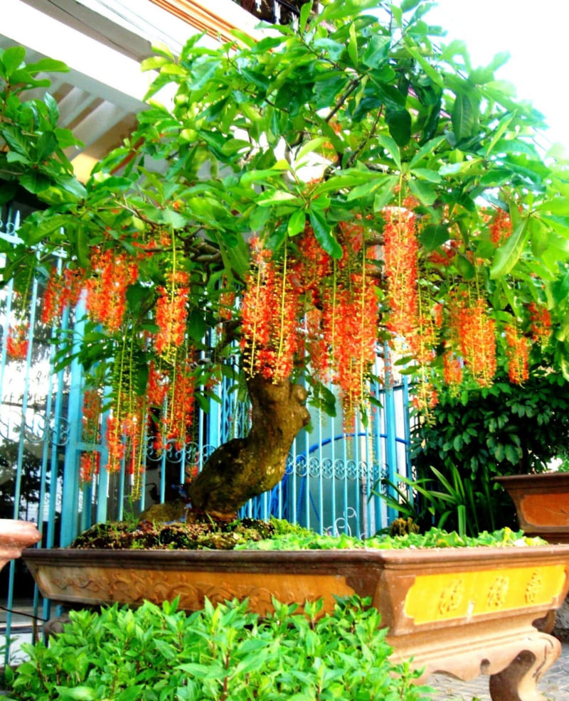Cây Lộc Vừng bonsai mang tài lộc, thịnh vượng cho gia chủ