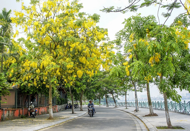 Cây hoa vàng trồng vỉa hè - cây Osaka Vàng | Cây Xanh Đại Ngàn