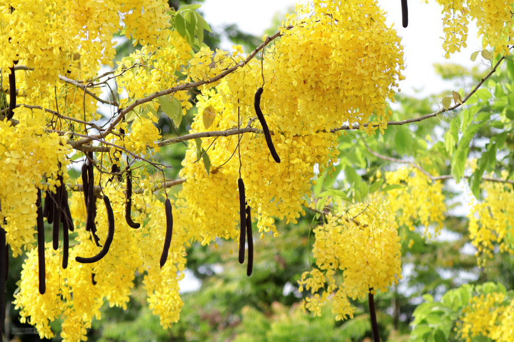 Osaka Vàng nở hoa