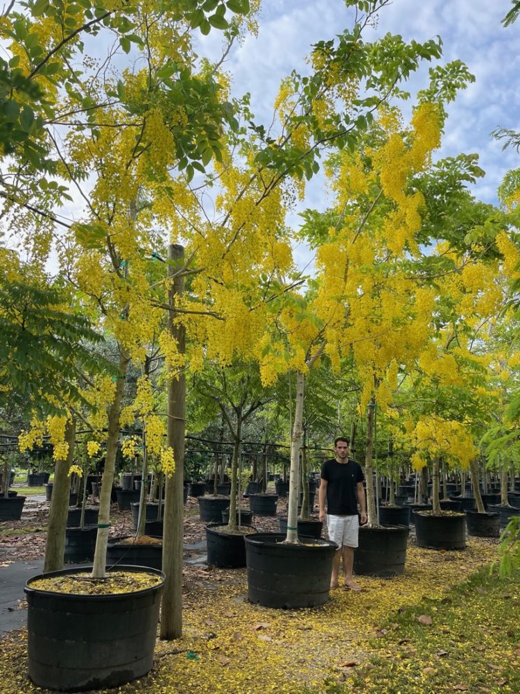 Bán cây Osaka Vàng | Cây Xanh Đại Ngàn
