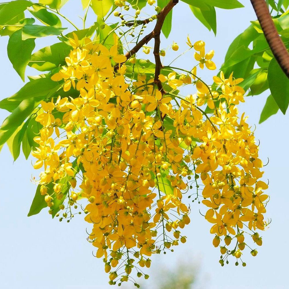 Cây hoa vàng trồng vỉa hè | Osaka Vàng | Cây Xanh Đại Ngàn
