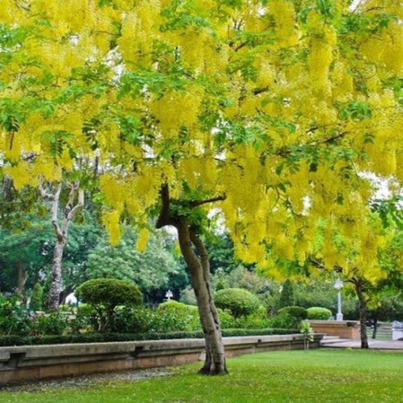Cây Osaka Vàng trồng công viên | Cây Xanh Đại Ngàn