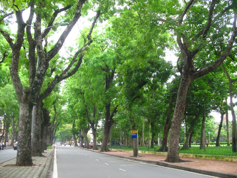 Duy tu bảo dưỡng cây xanh công trình đô thị ở Hà Nội