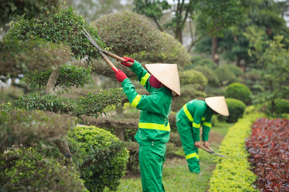 dịch vụ chăm sóc duy trì cây xanh đô thị Hà Nội